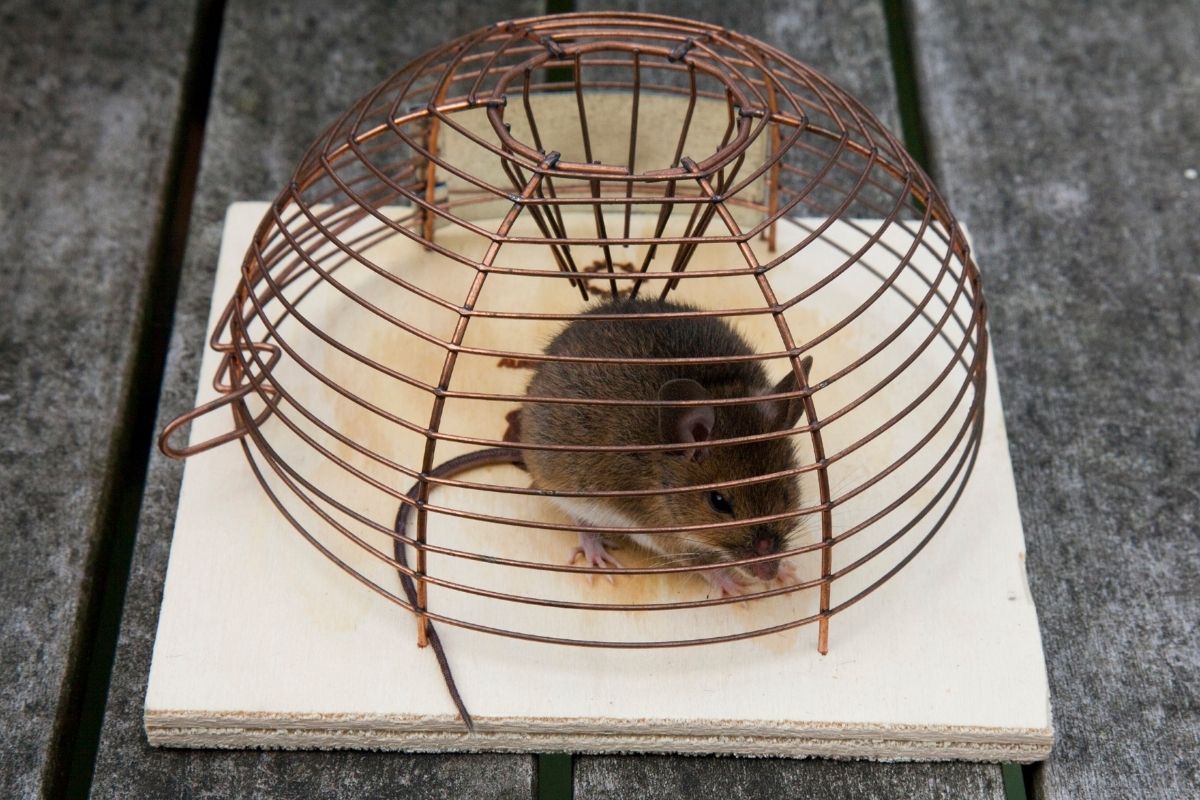 Mouse trap