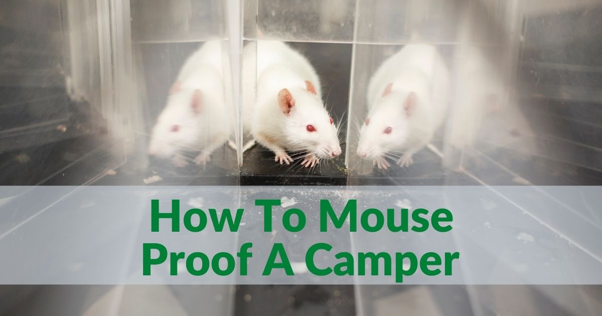 how to mouse proof a camper