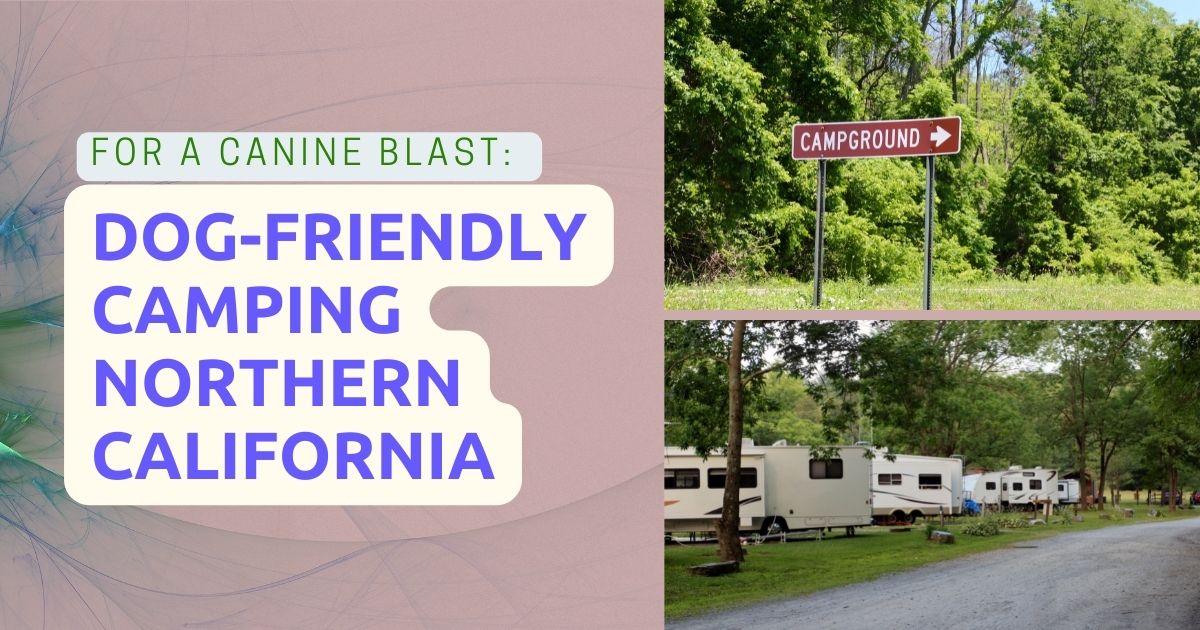 Dog-Friendly Camping Northern California