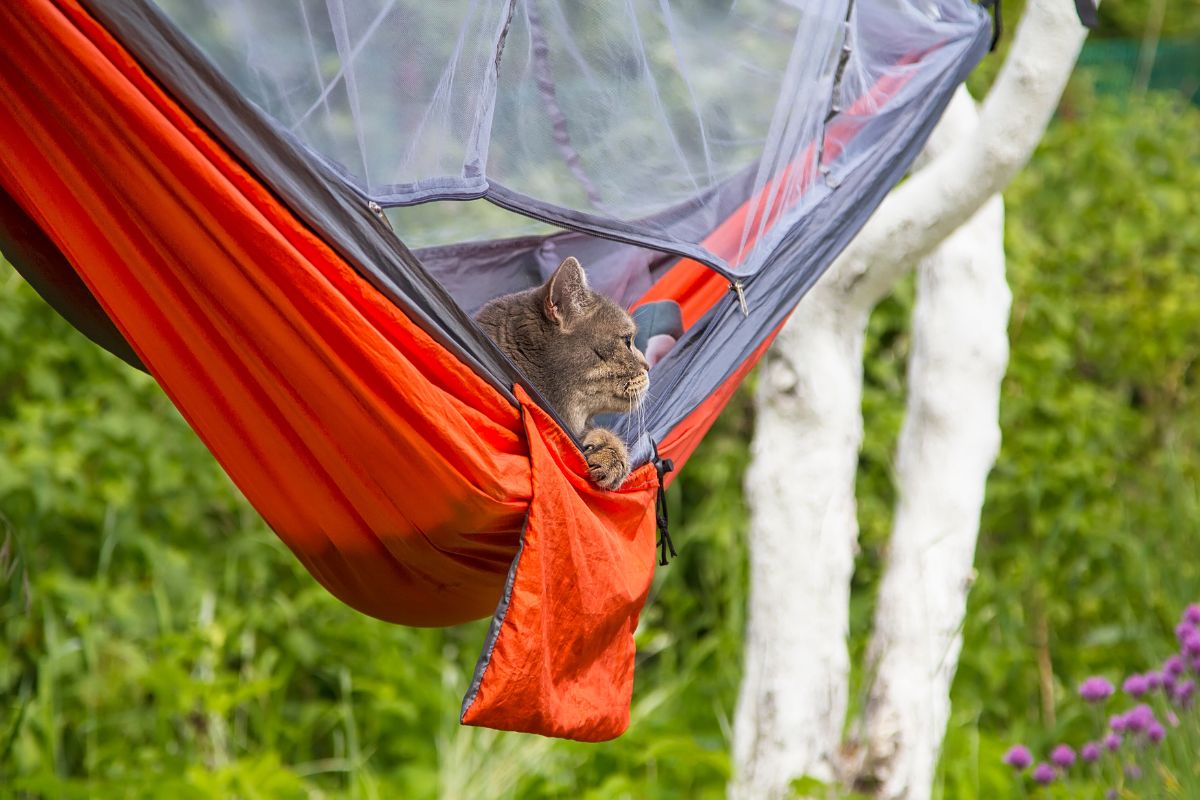Cat camping