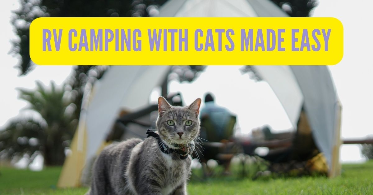 rv camping with cats