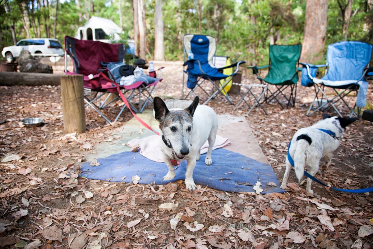 Dogs camping